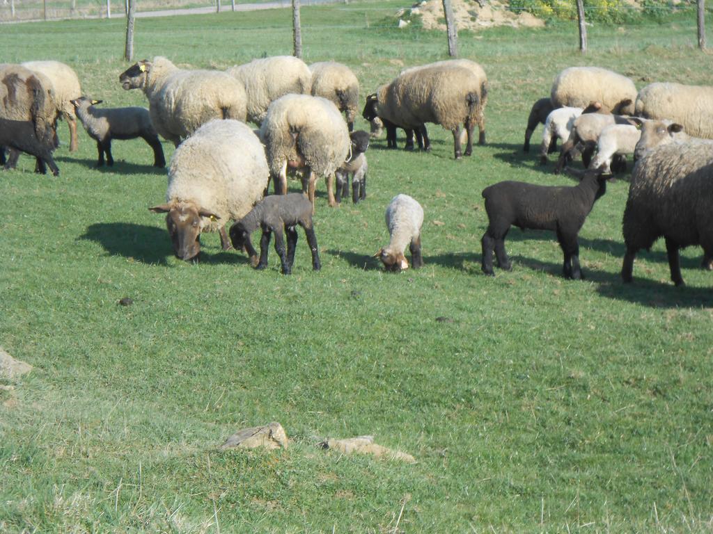 לינה וארוחת בוקר Saint-Paul  La Ferme Des 3 Suissesses מראה חיצוני תמונה