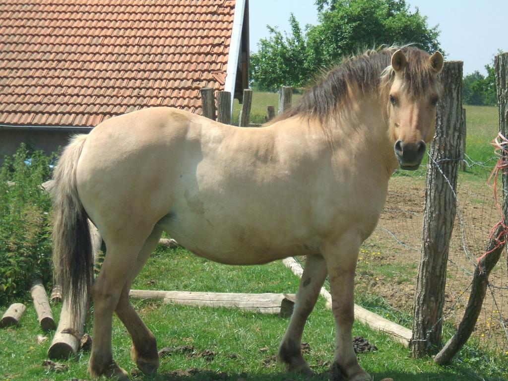 לינה וארוחת בוקר Saint-Paul  La Ferme Des 3 Suissesses מראה חיצוני תמונה