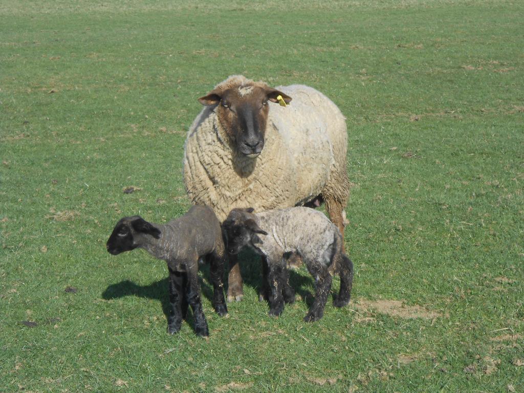לינה וארוחת בוקר Saint-Paul  La Ferme Des 3 Suissesses מראה חיצוני תמונה